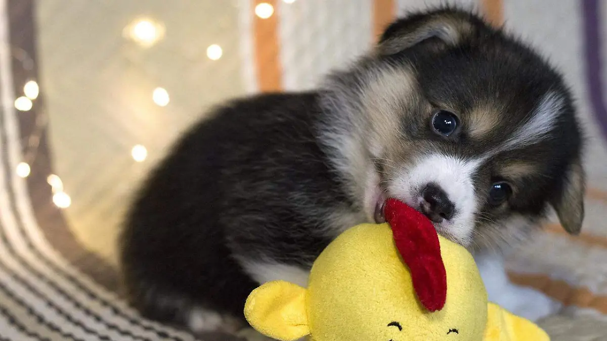 Lomito con su peluche